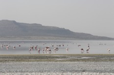 Lake Abiata- Flamingos